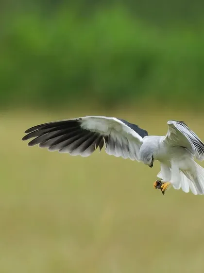 A Black-shouldered Kite hovers with perfect control before diving for prey. This behavior, known as "kiting," allows it to scan the ground for movement.