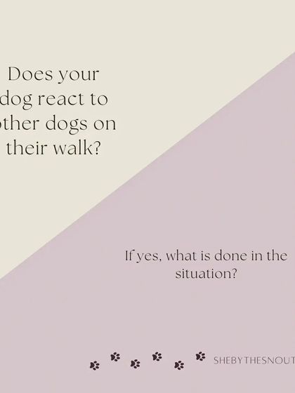 Aditi - In-Home Pet Sitting My Approach to Pet Sitting photo 8