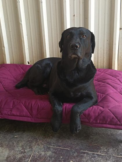 Stay - Dog Daycare Quiet Time & Cozy Naps photo 4