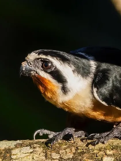 A Collared Falconet in dramatic side-light, highlighting its sharp features.