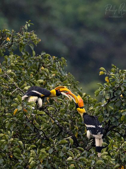 A repeat of image 67, showing two hornbills locking casques in a display of social behavior.
