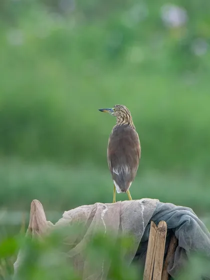 An Indian Pond Heron, known as 'Nakhwa' in Marathi, perched like a sailor on his boat.