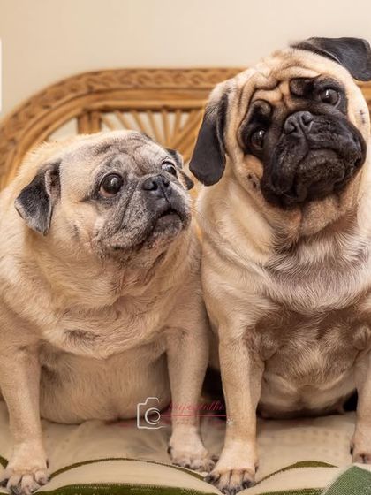 Two pugs sitting together on a wicker chair, looking inquisitive. A charming portrait that captures the essence of their bond in their own home.