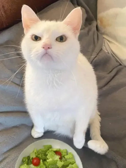 The face you make when you're on a diet. This cat is not impressed with the salad, and we were there to capture its hilarious expression.