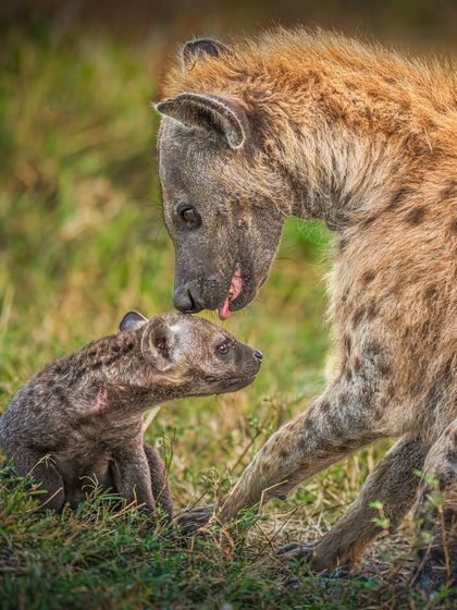 A different angle of the mother hyena and her cub. Capturing a sequence of these interactions allows you to choose the frame that best tells the story of their bond.
