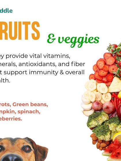 Kuddle - Pet Nutrition Consultation Building the Perfect Bowl: Balanced Diet Essentials photo 5