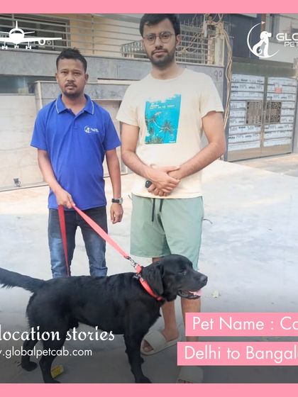 Global Pet Cab - Domestic Pet Relocation Air Travel: Flying Your Pet Safely photo 9