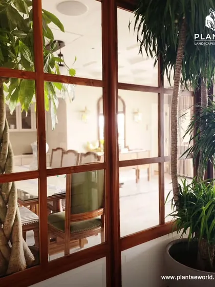 Here, we've used a braided Money Tree and a Ponytail Palm to frame a view into the dining area. This strategic placement of large indoor plants adds depth and a natural element to the home's architecture.
