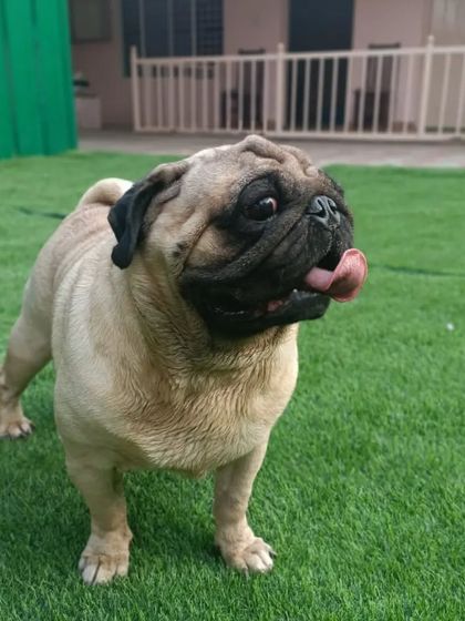 Snugglys Paw House - Pet Daycare The Play Yard: Our Big, Green Backyard photo 27