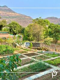 Edible Garden Design & Installation