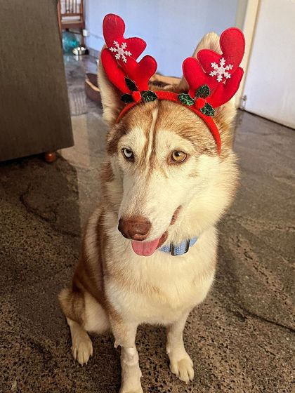 PL Paws - Dog Fostering Program Happy Tails: From Foster to Family photo 15