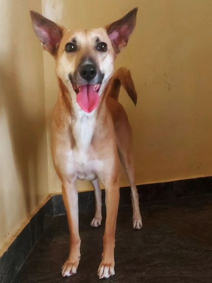Could that tongue get more pink? This happy indie dog is all smiles.