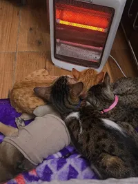Pet Boarding & Daycare