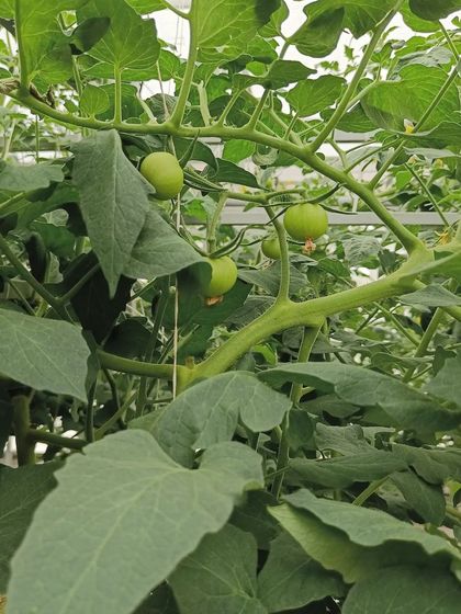 A collection showing tomatoes in various stages of growth, from green to fully ripe.