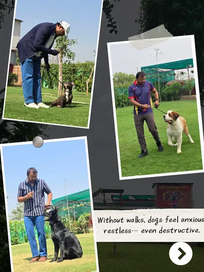 A structured walk is one of the most powerful tools for a dog's well-being, yet it's often overlooked. It's not just for exercise; it's for mental stimulation and stress release. A lack of proper walks is often the root cause of anxiety and destructive behavior at home.