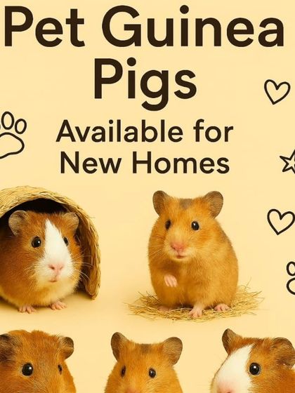 Our adorable pet guinea pigs are social, gentle, and make wonderful sounds. They are available now and looking for families to love them.