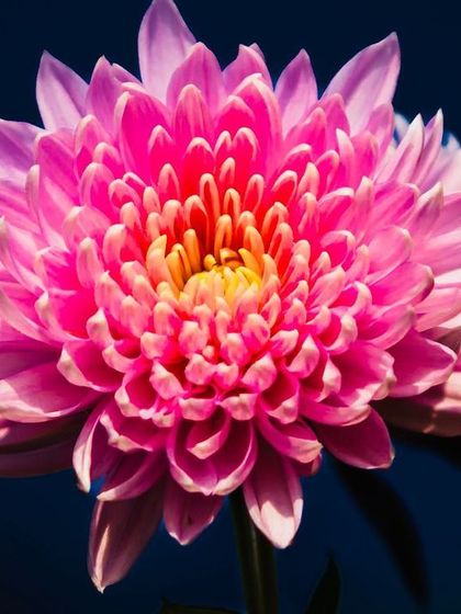 A vibrant pink chrysanthemum in full bloom, photographed against a dark background. The perfect symmetry and explosion of petals showcase the flower's stunning natural geometry.