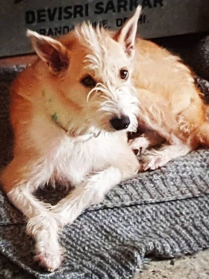 The Urban Dawg - In-Home Dog Boarding Golden Years & Gentle Care photo 4