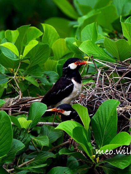 A pair of Indian Pied Mynas at their nest. I spotted these common but beautiful birds from my balcony, a reminder that wildlife can be found everywhere, even in the city.