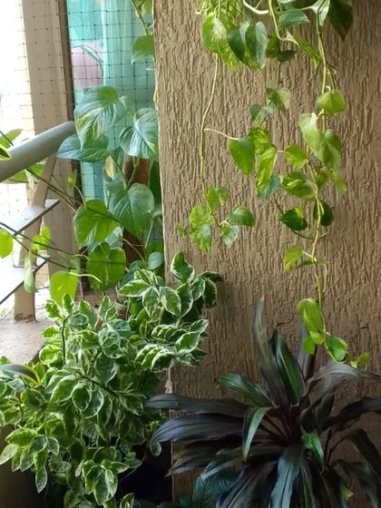 Lush Indoor & Sheltered Spaces photo 19