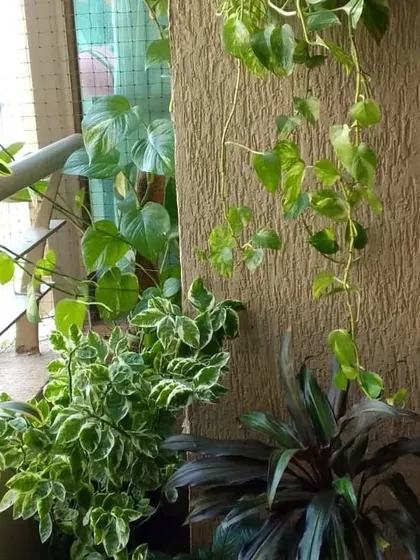 A healthy mix of plants including a Monstera and trailing Pothos, perfect for a sheltered corner.