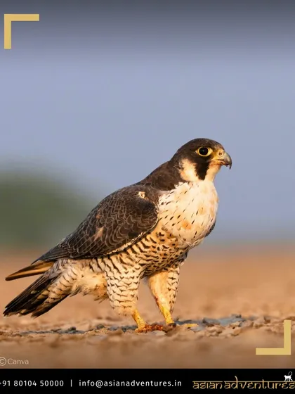 A Peregrine Falcon, the fastest animal on the planet, stands alert on the ground. Our birding tours in regions like Gujarat offer chances to see a wide variety of raptors.