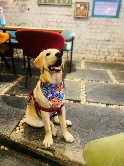 Tiger posing inside the cafe. He seems to be enjoying the atmosphere and all the new smells.