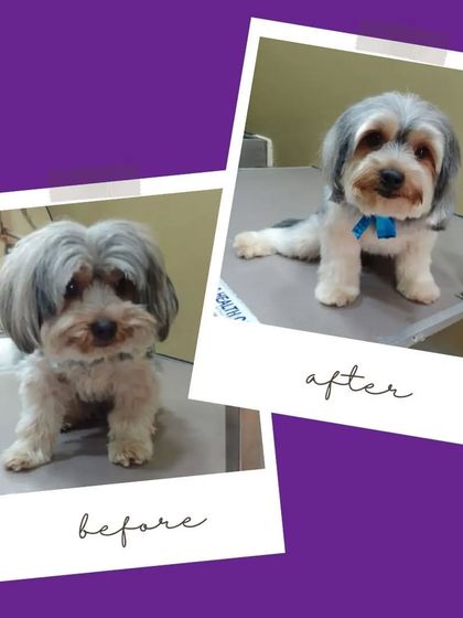 A happy vet makes a happy pet. This before and after shows a clean, well-groomed dog looking much happier and healthier.