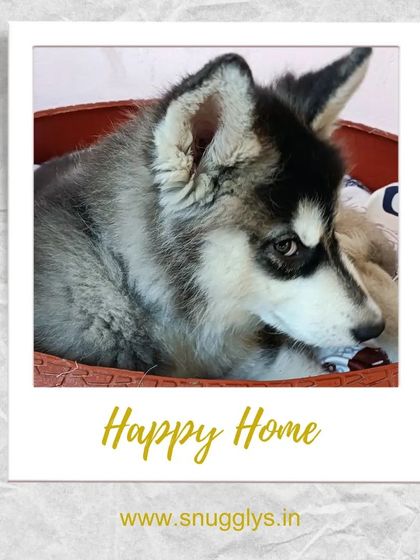 Snugglys Paw House - Pet Daycare The Paw House: Cozy Indoor Comforts photo 8