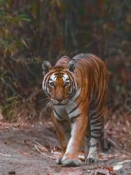 A head-on shot of a tigress in low light, captured by my guest Shwetha. My on-field guidance on using high ISO helped her nail this challenging shot.