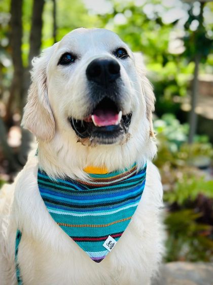 Tulsa Dog Trainer - Immersive Board & Train Programs Board & Train Graduates photo 37