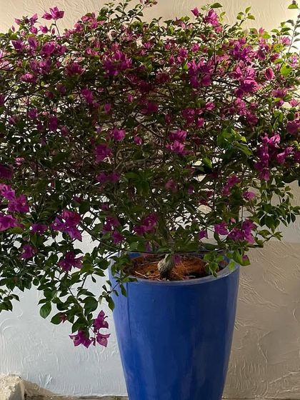 Planting & Horticulture Services photo 3