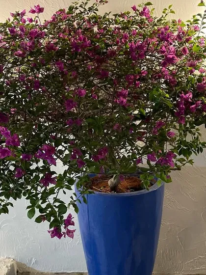 A large, healthy bougainvillea bush in full bloom, potted in a vibrant blue ceramic planter. This plant adds a brilliant splash of color and is perfect for sunny patios and entrances.