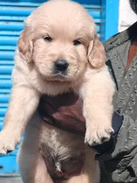 Dog Breeder