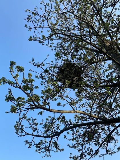 Looking up through the canopy, you might spot a giant beehive. Our guides are also naturalists who can point out the fascinating flora and fauna along the way.