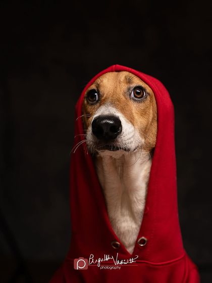 Pragalbh - Commercial Pet Photography Creative & Themed Campaigns photo 3