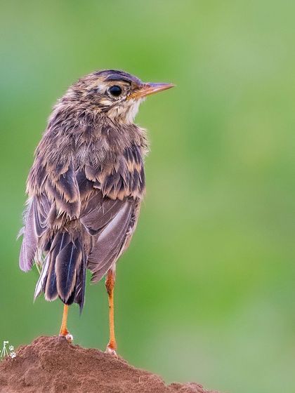 A Paddyfield Pipit stands on a small mound of earth. These small, streaked brown birds are common in open country and agricultural fields across India.