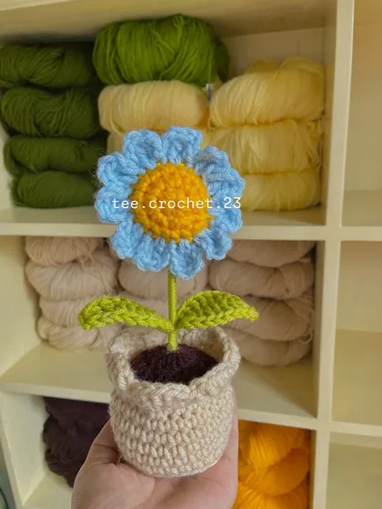 A beautiful blue and yellow potted daisy, showcasing a different color variation.