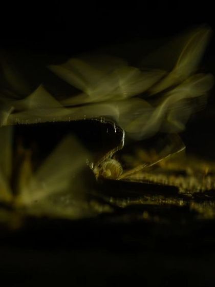 A slow-shutter abstract of the termite swarm, capturing the chaotic and beautiful motion of their mating flight.