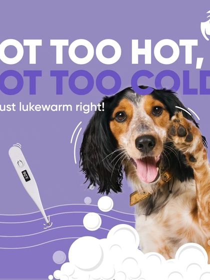 Chasing Tails - In-Studio Pet Grooming & Spa The Complete Grooming Experience photo 4