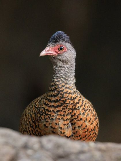 A Red Spurfowl peeks over a rock in the Tamhini Ghats. A fun shot that looks like it's just waking up after a long weekend.