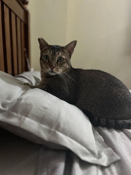 Ziggy has claimed a pillow as his own. Making themselves at home is what it's all about.