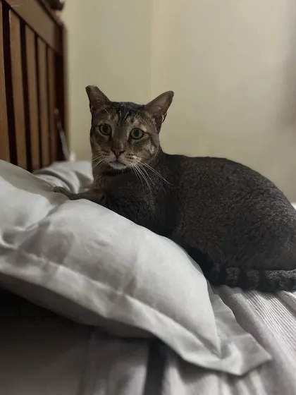 Ziggy has claimed a pillow as his own. Making themselves at home is what it's all about.