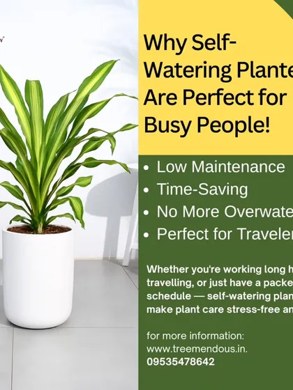 We designed our self-watering planters specifically for busy people. This graphic highlights the key benefits: they save you time, prevent overwatering, and keep your plants healthy even when you travel. It's stress-free plant care for your modern lifestyle.
