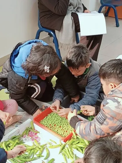 Children work together shelling peas, a classic Practical Life activity. This not only develops fine motor skills but also teaches grace, courtesy, and collaboration. Our trainees learn how to integrate these real-world activities into the classroom.
