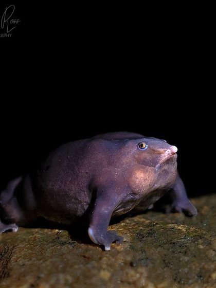 A portrait of the Purple Frog, showing its unusual, bloated body and pig like snout, adaptations for a life spent burrowing underground.