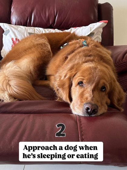 Nitika Ahlawat - Dog and Child Safety & Integration Safety First: Setting Boundaries for Kids & Dogs photo 7