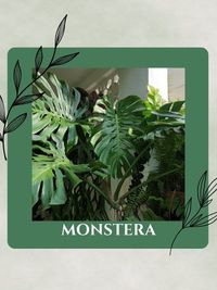 Plants & Garden Supplies