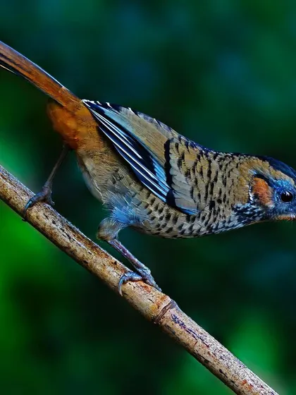 A Rufous-chinned Laughingthrush is perched on a bamboo stalk, leaning forward. The pose and the unique perch create a dynamic image that showcases the bird's agility.