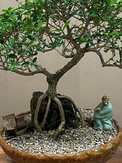 A high-quality image of my Premna bonsai, showing the details of the bark, leaves, and the serene figurine resting beside it.